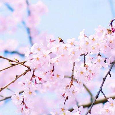 半岛综合娱乐app